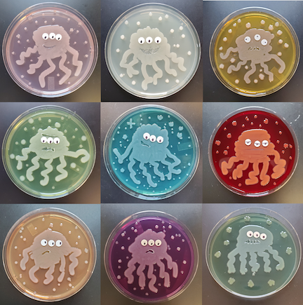 Ella Rotman wins Agar Art contest | Department of Microbiology